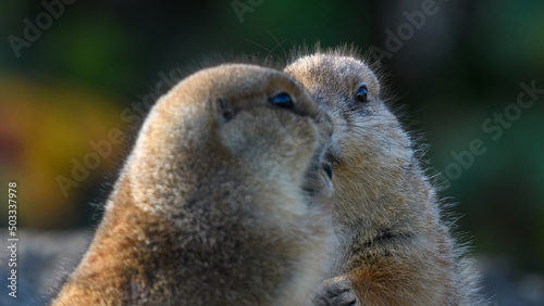 rodent looking at the camera