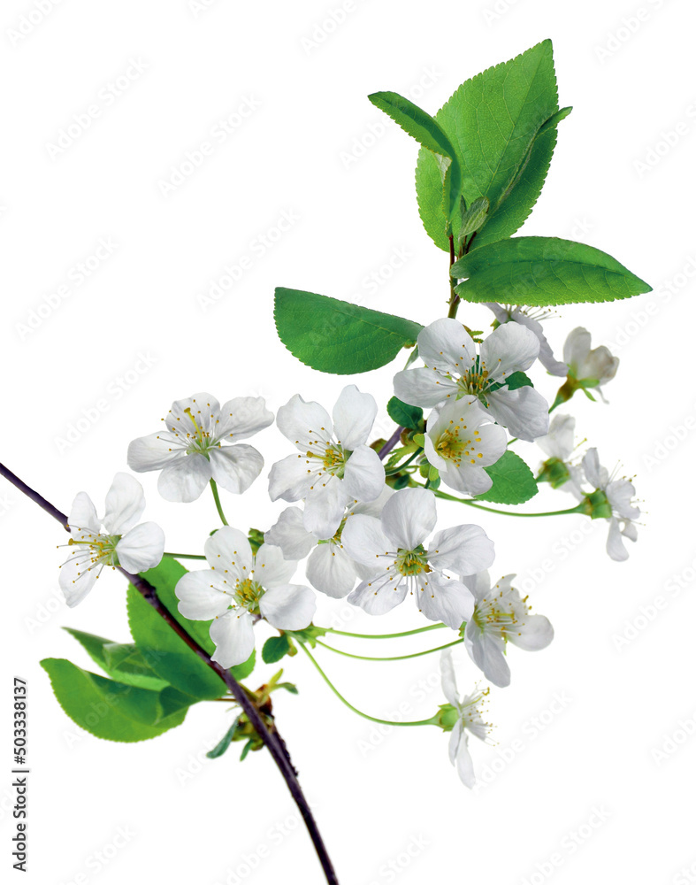 Obraz premium Cherry blossoms. Blooming cherry branches. Spring background.