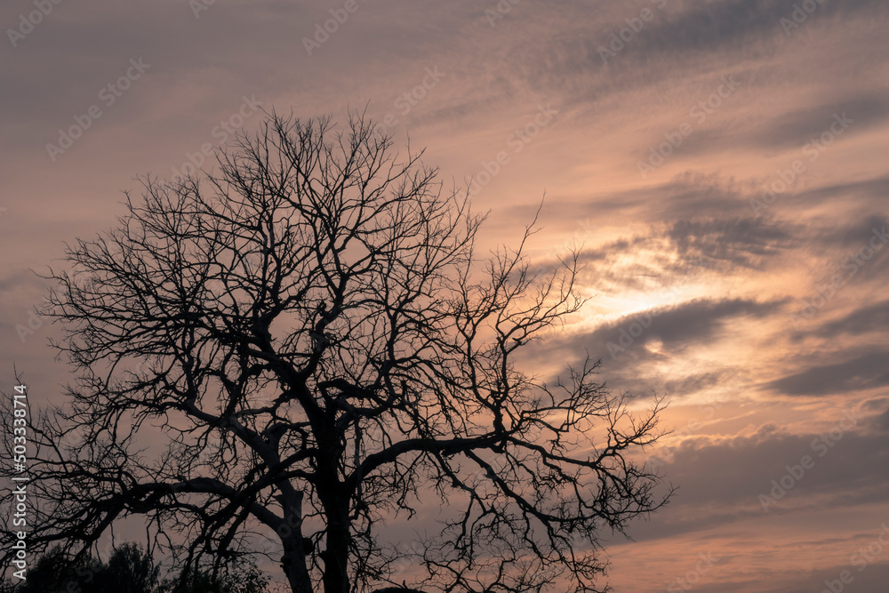 Bare tree silhouette against dark sunset sky. Autumn or winter season Bare tree silhouette against dark sunset sky. Autumn or winter season