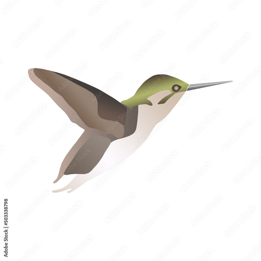 Fototapeta premium Grafische Darstellung eines Kolibri