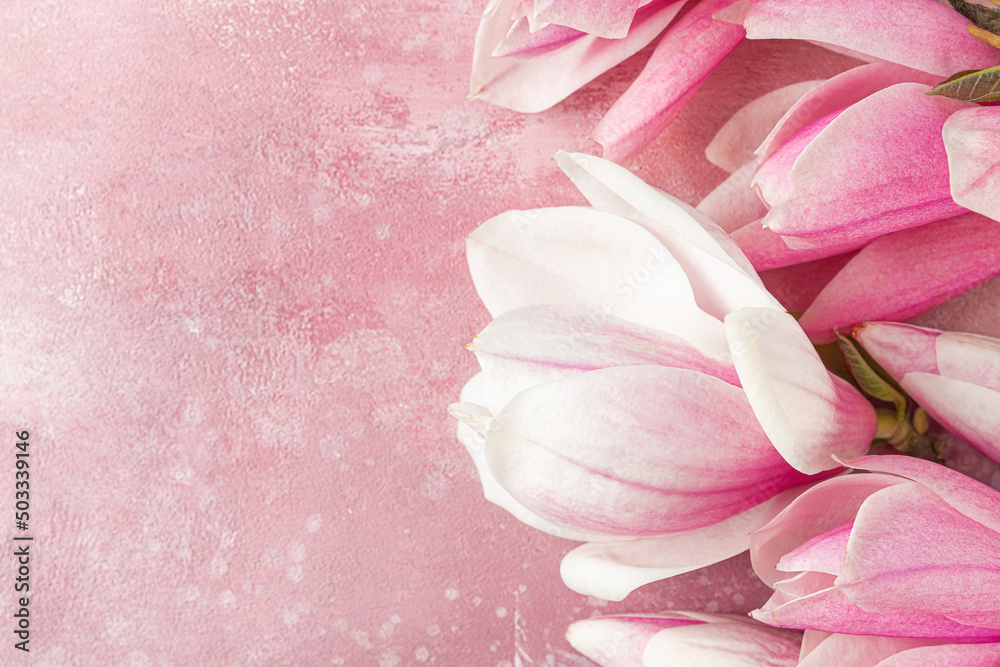 Pink magnolia flowers on pink concrete background. Flat lay. Top view with copy space. Festive concept