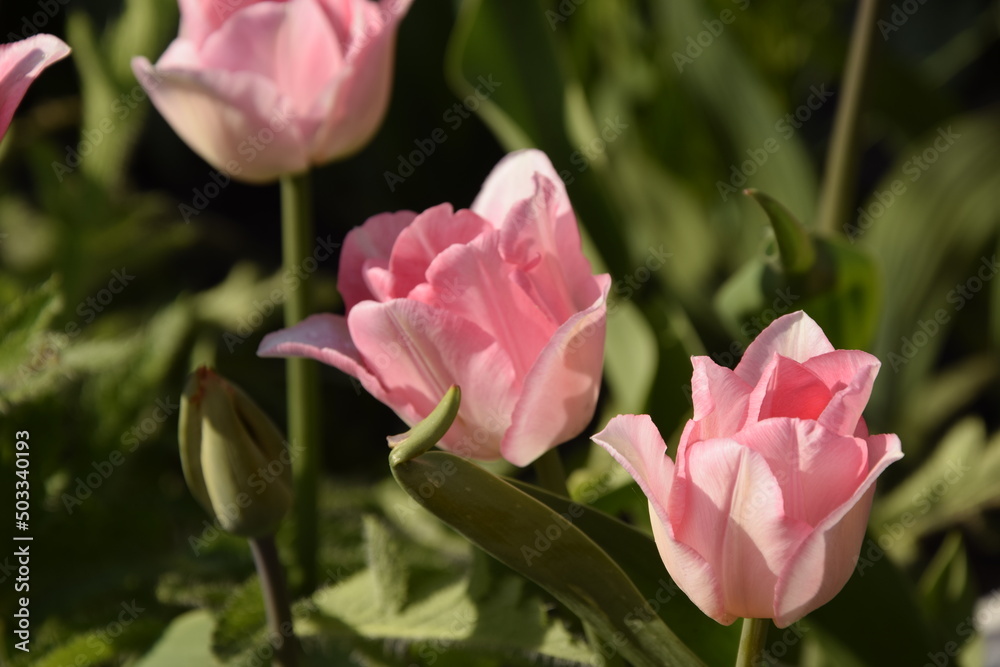 Tulip in spring garden close-up