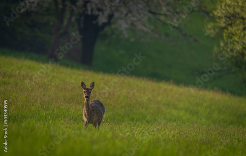 Fototapeta Naklejka Na Ścianę i Meble -  Deer on spring color meadow in Zlin area in Moravia
