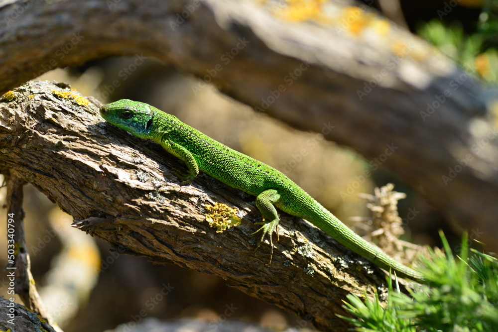 Green Lizard, Jersey, U.K. Local island reptile in the sun. Green Lizard, Jersey, U.K. Local island reptile in the sun.