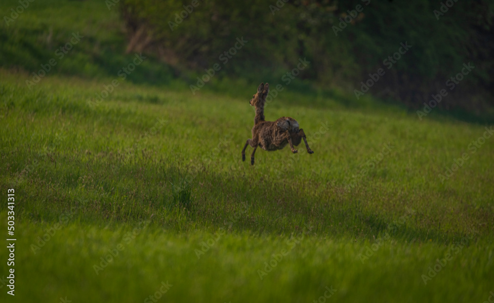 Deer on spring color meadow in Zlin area in Moravia Deer on spring color meadow in Zlin area in Moravia