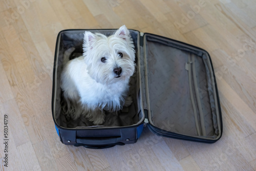 West Highland White Terrier sits in a travel bag. A white dog in a suitcase