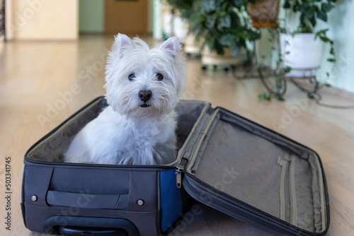 West Highland White Terrier sits in a travel bag. A white dog in a suitcase