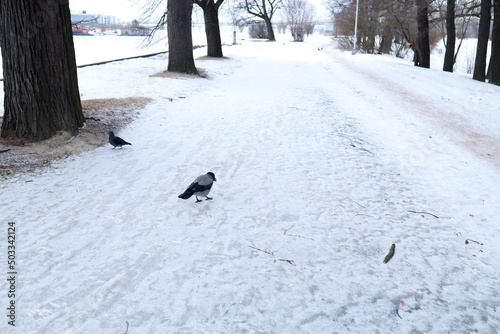 Grey crow with food in its beak in the snow in winter in the park