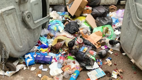 Filthy birds scavenging food in human trash, disease carriers consuming refuse
 photo