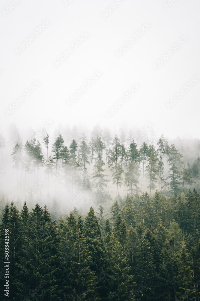 Nebel im Wald nach Regenschauer