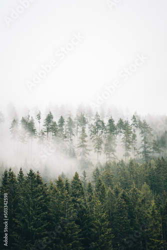 Nebel im Wald nach Regenschauer