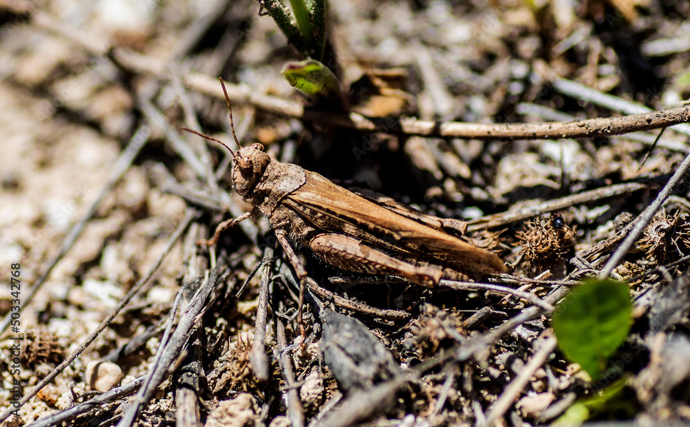 grasshopper living freely in the Spanish countryside, while feeding on the vegetation that grows freely under the sun. grasshopper living freely in the Spanish countryside, while feeding on the vegetation that grows freely under the sun.