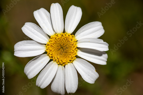Beautiful chamomile flower or also known as daisy growing freely in the field  under the radiant spring sun.