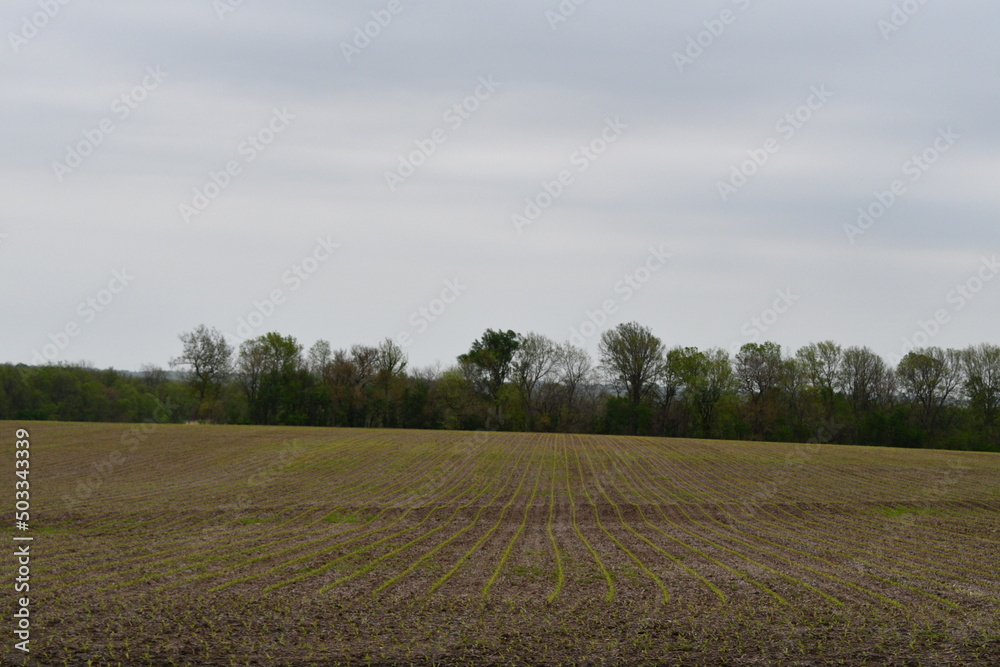 Crops in a Farm Field