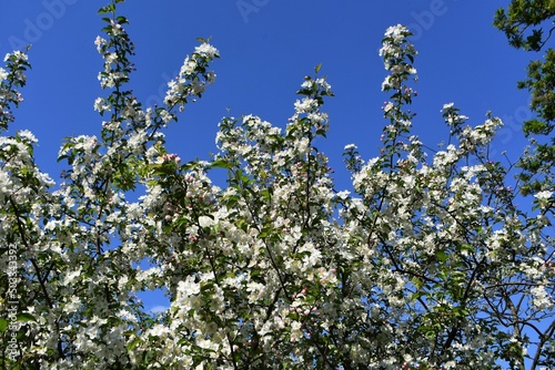 Branches with flowers of Malus toringo sargentii or ornamental apple tree, against blue sky. photo