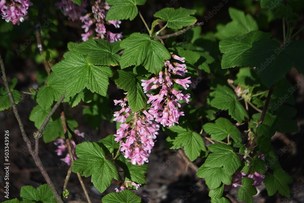 Flowering plant of Ribes Sanguineum Glutinosum or Pink-Flowered Currant, in the garden. Flowering plant of Ribes Sanguineum Glutinosum or Pink-Flowered Currant, in the garden.