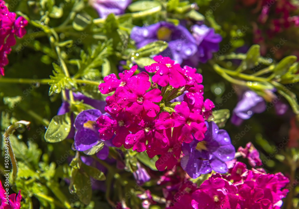 Close up of right magenta vervain flowers in a sunny garden, sunlight and water drops on the leaves, nobody Close up of right magenta vervain flowers in a sunny garden, sunlight and water drops on the leaves, nobody