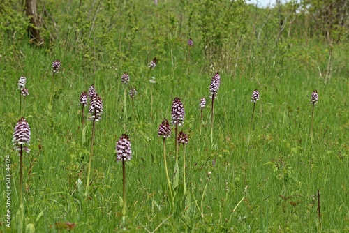 Purpur-Knabenkraut (Orchis purpurea). photo