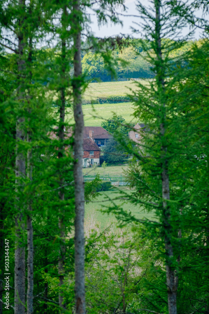house in the distance through woodland