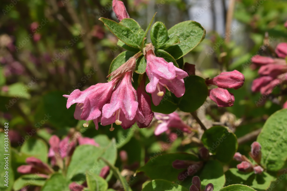 A branch of weigela with beautiful flowers is illuminated by a bright, spring sun A branch of weigela with beautiful flowers is illuminated by a bright, spring sun