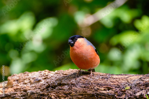 Goudvink - Bullfinch photo