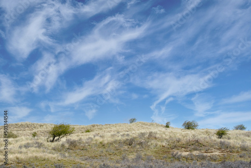 Amsterdamse Waterleidingduinen photo