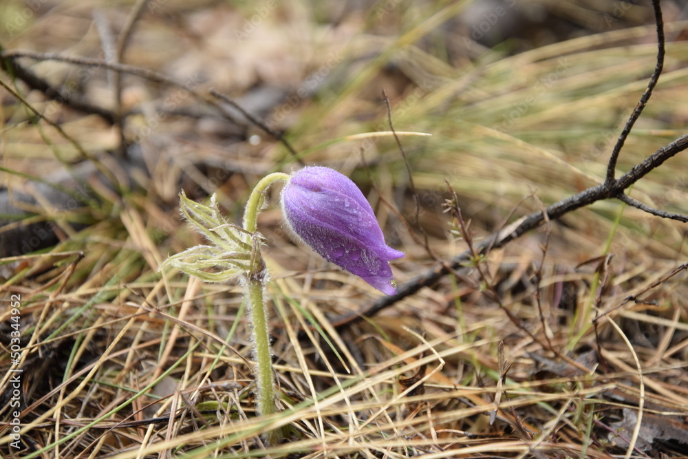 Obraz premium Lilac primrose in the forest on the background of dry pine needles and cones, Skripino village Ulyanovsk, Russia.