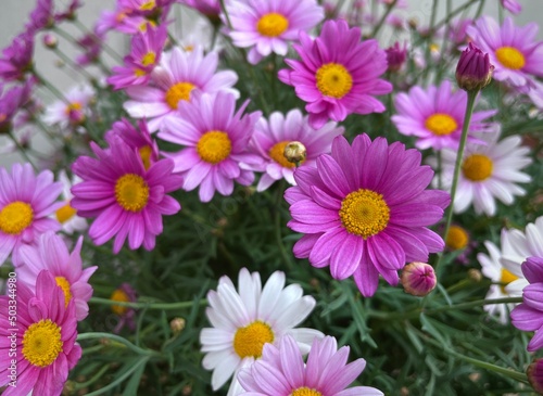 Daisy flowers background 