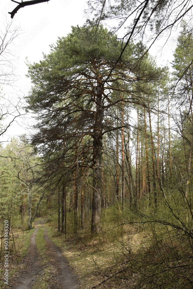 Fototapeta premium a spring pine forest, Skripino village Ulyanovsk, Russia. the stone in the forest. (Skrzypinski Kuchury)
