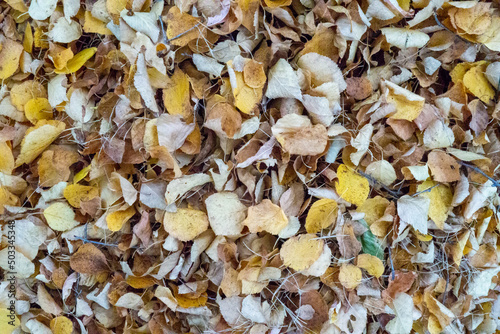 Yellow leaves raked into a pile