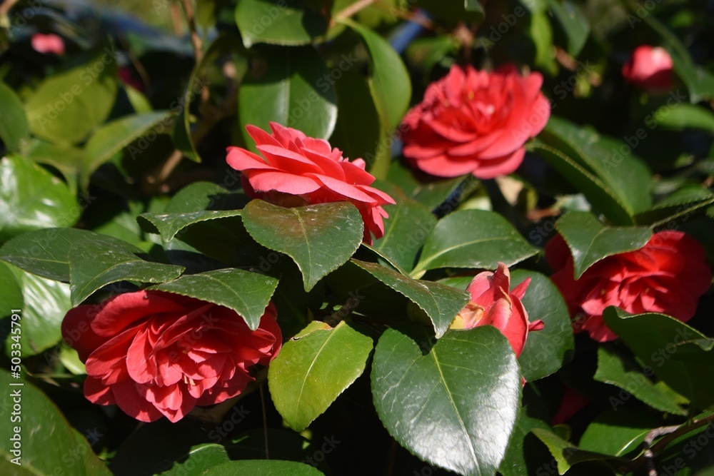 Camellia japonica flowers, in the garden.