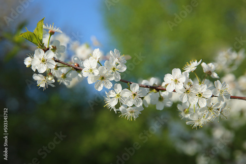 Bokeh flower Background. Cherry flowers on a branch in the backlight. Spring background