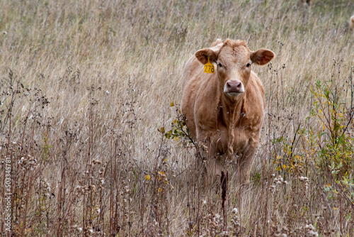Jersey calf in southeastern Saskatchewan, Canada.