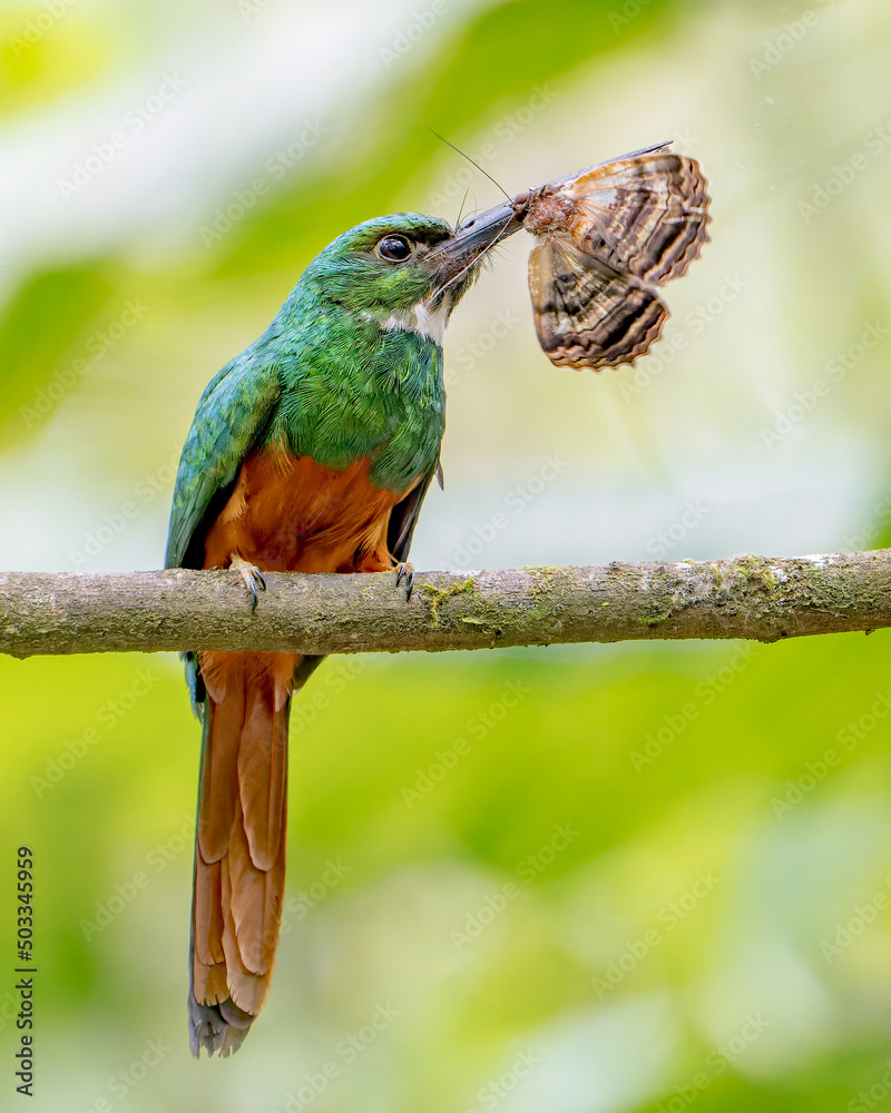Fototapeta premium Rufous-tailed Jacamar eating a moth or butterfly while perched on a branch in Costa Rica