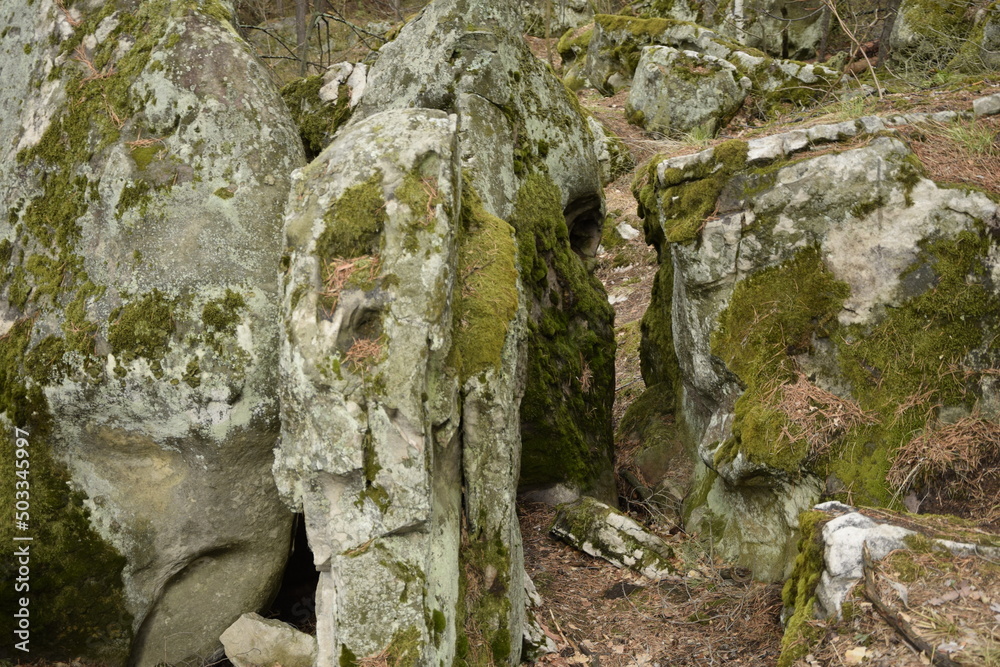 Huge stones in a spring pine forest, Skripino village Ulyanovsk, Russia. the stone in the forest. (Skrzypinski Kuchury) Huge stones in a spring pine forest, Skripino village Ulyanovsk, Russia. the stone in the forest. (Skrzypinski Kuchury)
