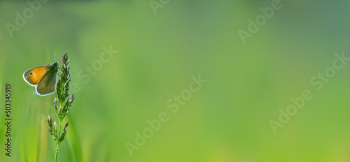 Motyl strzępotek ruczajnik na zielonym tle