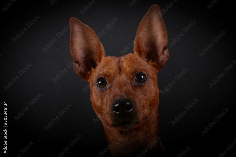 close up head portrait of a brown small pinscher in the dark studio close up head portrait of a brown small pinscher in the dark studio
