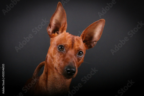 close up head portrait of a brown small pinscher in the dark studio