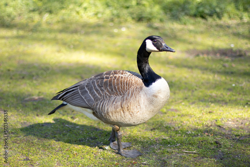 Wild goose in the park, in full growth, walks on the grass. The concept of nature conservation, natural environment, environment, wildlife, animals, birds. High quality photo