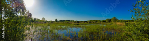 Fototapeta Naklejka Na Ścianę i Meble -  Panorama shot of Gentbrugse Meersen landscape with swamp and forest, close to Koningsdonkstraat.