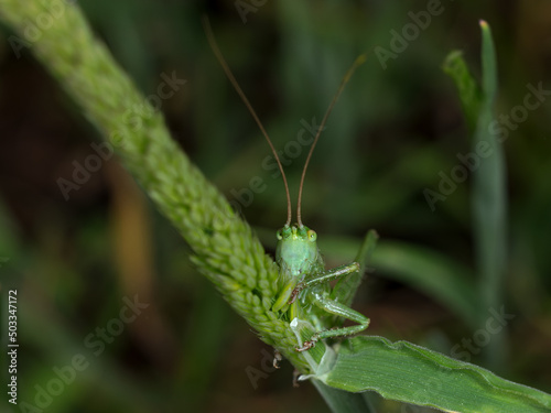 Grasshopper in its natural environment. © Eduardo Estellez