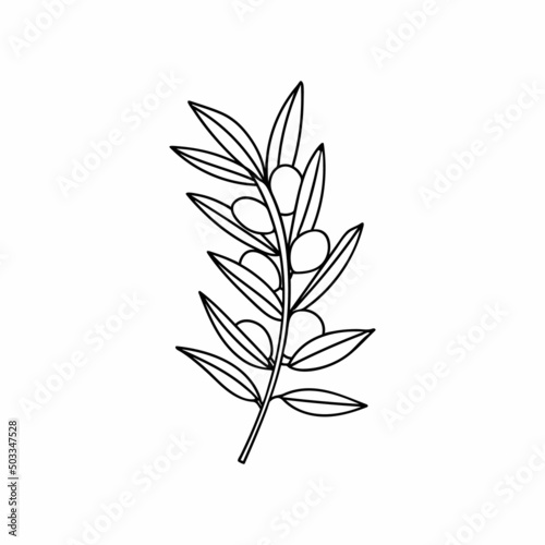 Olive branch with berry and leaf doodle illustration. Hand drawn olive branch illustration in vector on white backgroun. © GulArt