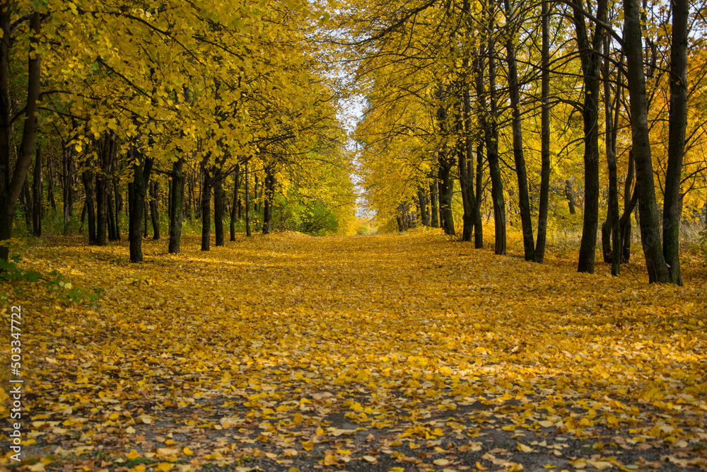 Autumn leaf fall in Vinnovskaya grove. Ulyanovsk, Russia