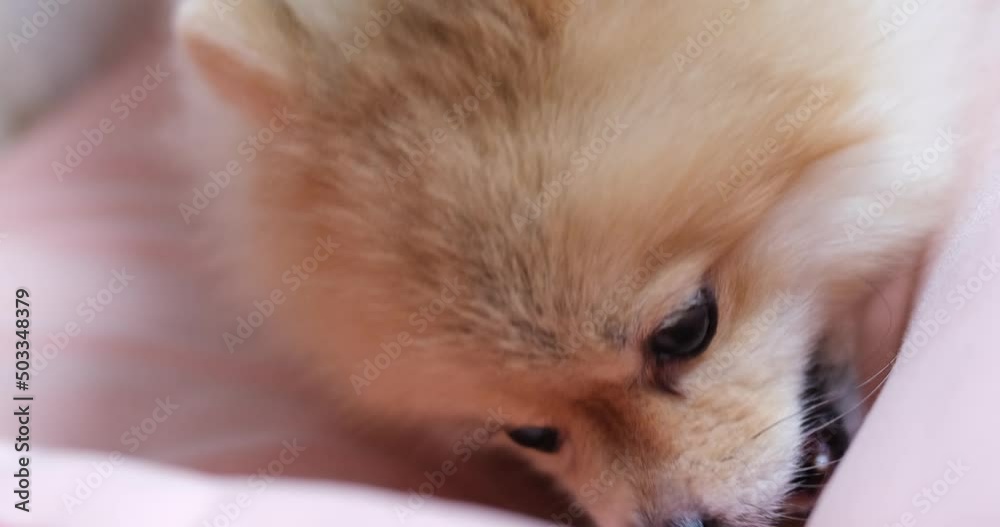 4k video, Slow motion cute fur Pomeranian dog laying down chewing snack with joyful and tasty on soft cushion of dog bed at home. (selective and close up). pet used two legs front eat feed. 4k video, Slow motion cute fur Pomeranian dog laying down chewing snack with joyful and tasty on soft cushion of dog bed at home. (selective and close up). pet used two legs front eat feed.