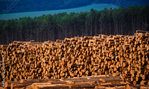 Logging Wood Harvesting