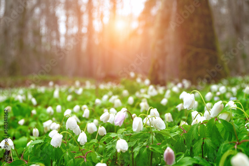 Fototapeta Naklejka Na Ścianę i Meble -  Beautiful white flowers in spring on background forest in sunlight in nature. Spring landscape with flowering primroses, soft selective focus.