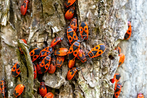 Tableau sur toile Closeup Red beetle with black dots (firebug) (Pyrrhocoris apterus) on the bark o