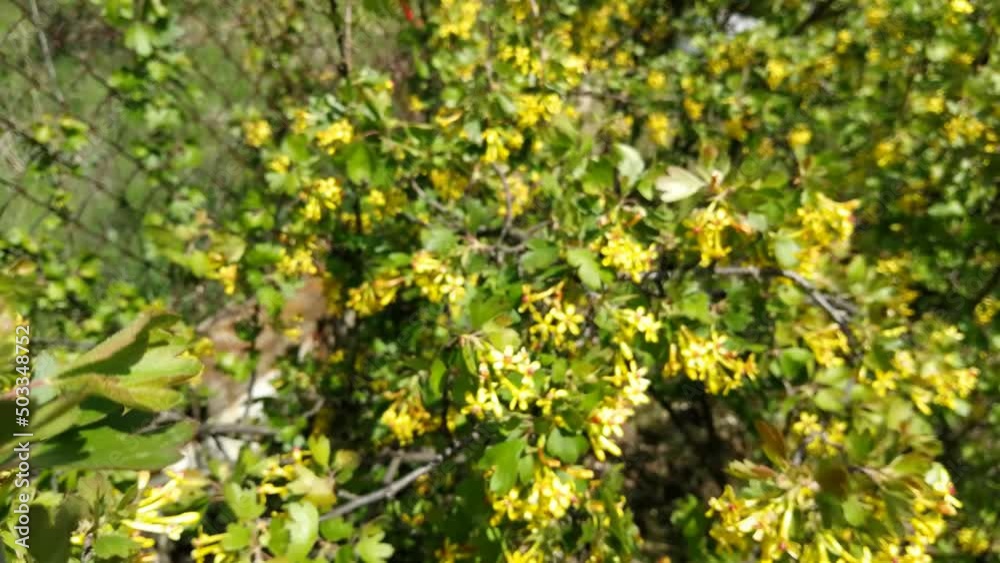 The blackcurrant bush blooms with yellow flowers. Gardening. The blackcurrant bush blooms with yellow flowers. Gardening.