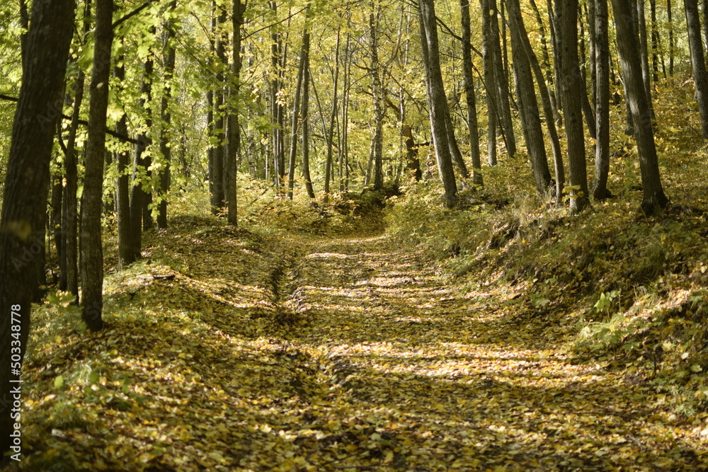 Obraz premium Autumn forest in Sengileyevsky district of Ulyanovsk region, birches with yellow and green foliage, Top view