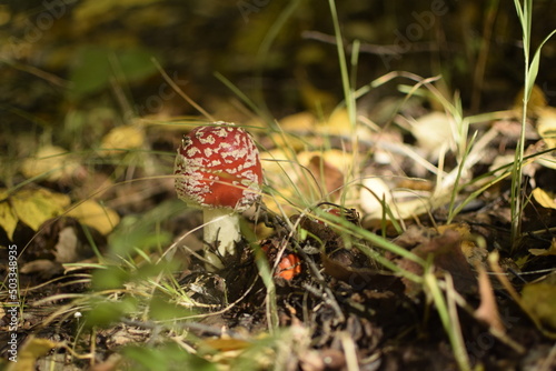 Fly agaric in the forest plantation in the autumn arboretum. Ulyanovsk Russia. photo